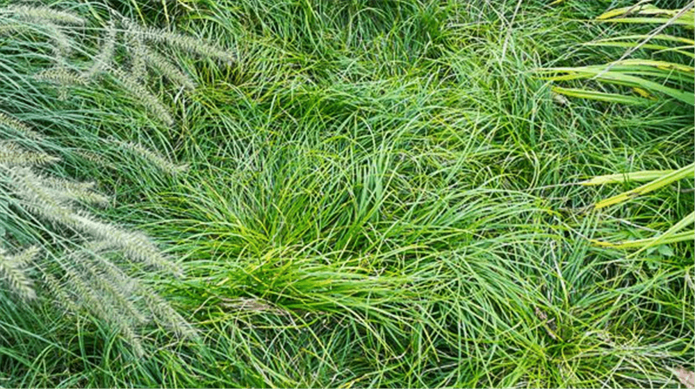 Carex umbrosa - Gartenglueck und Bluetenkunst - DerGartenMarkt.de - Pflanzen > Gartenpflanzen > Gräser - DerGartenmarkt.de shop.dergartenmarkt.de
