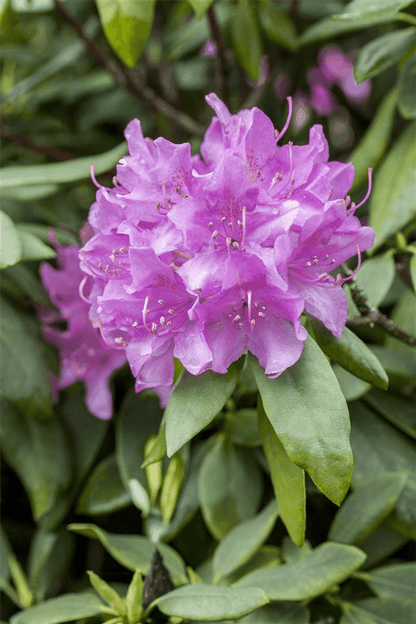 Catawba-Rhododendron 'Grandiflorum' - Gartenglueck und Bluetenkunst - DerGartenMarkt.de - Pflanzen > Gartenpflanzen > Rhododendron - DerGartenmarkt.de shop.dergartenmarkt.de