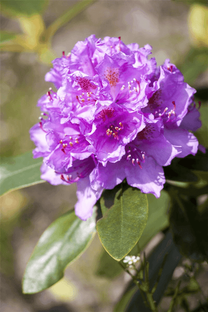 Catawba-Rhododendron 'Grandiflorum' - Gartenglueck und Bluetenkunst - DerGartenMarkt.de - Pflanzen > Gartenpflanzen > Rhododendron - DerGartenmarkt.de shop.dergartenmarkt.de