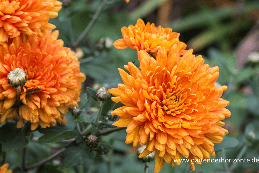 Chrysanthemum x hort.'Dixter Orange' - Gartenglueck und Bluetenkunst - DerGartenMarkt.de - Pflanzen > Gartenpflanzen > Stauden - DerGartenmarkt.de shop.dergartenmarkt.de