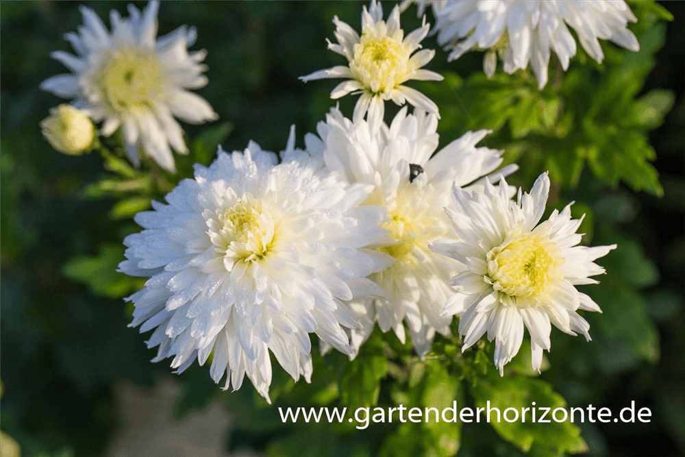 Chrysanthemum x hort.'Larry' - Gartenglueck und Bluetenkunst - DerGartenMarkt.de - Pflanzen > Gartenpflanzen > Stauden - DerGartenmarkt.de shop.dergartenmarkt.de