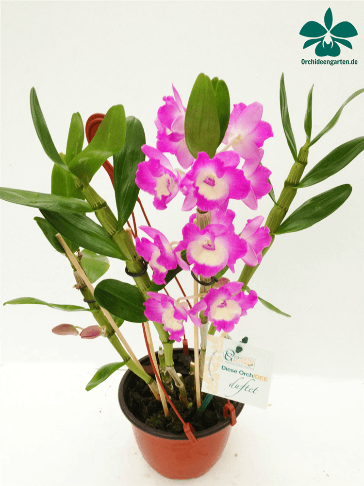 Dendrobium nobile rosa - weiß - Gartenglueck und Bluetenkunst - DerGartenMarkt.de - Pflanzen > Zimmerpflanzen > Orchideen - DerGartenmarkt.de shop.dergartenmarkt.de