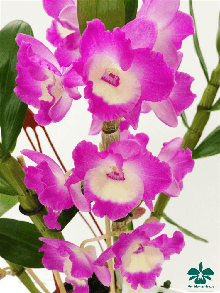 Dendrobium nobile rosa - weiß - Gartenglueck und Bluetenkunst - DerGartenMarkt.de - Pflanzen > Zimmerpflanzen > Orchideen - DerGartenmarkt.de shop.dergartenmarkt.de