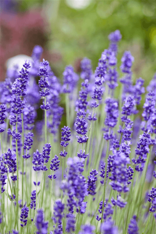 Echter Lavendel 'Vienco® Purple' - Volmary - Pflanzen > Gartenpflanzen > Stauden - DerGartenmarkt.de shop.dergartenmarkt.de