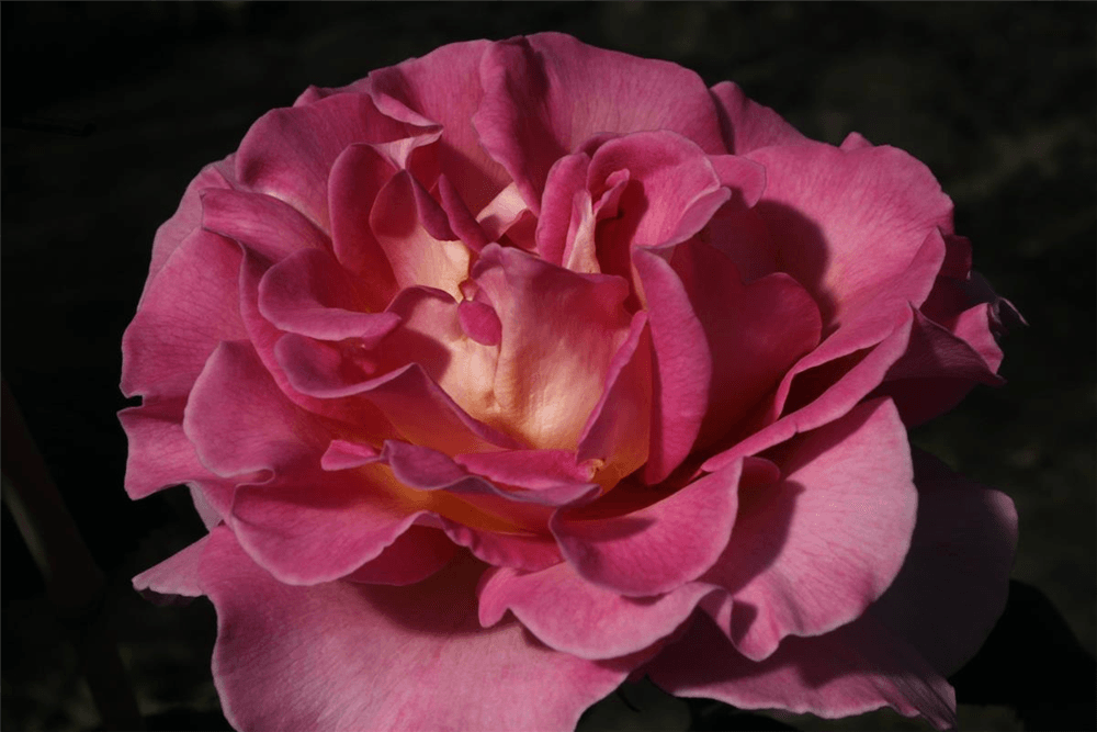 Edelrose 'Pink Paradise'® - Gartenglueck und Bluetenkunst - DerGartenMarkt.de - Pflanzen > Gartenpflanzen > Rosen > Edelrosen - DerGartenmarkt.de shop.dergartenmarkt.de