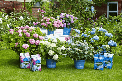 Endless Summer® Hortensienerde rosa und weiß - Floragard - Gartenbedarf > Gartenerden > Spezialerden - DerGartenmarkt.de shop.dergartenmarkt.de