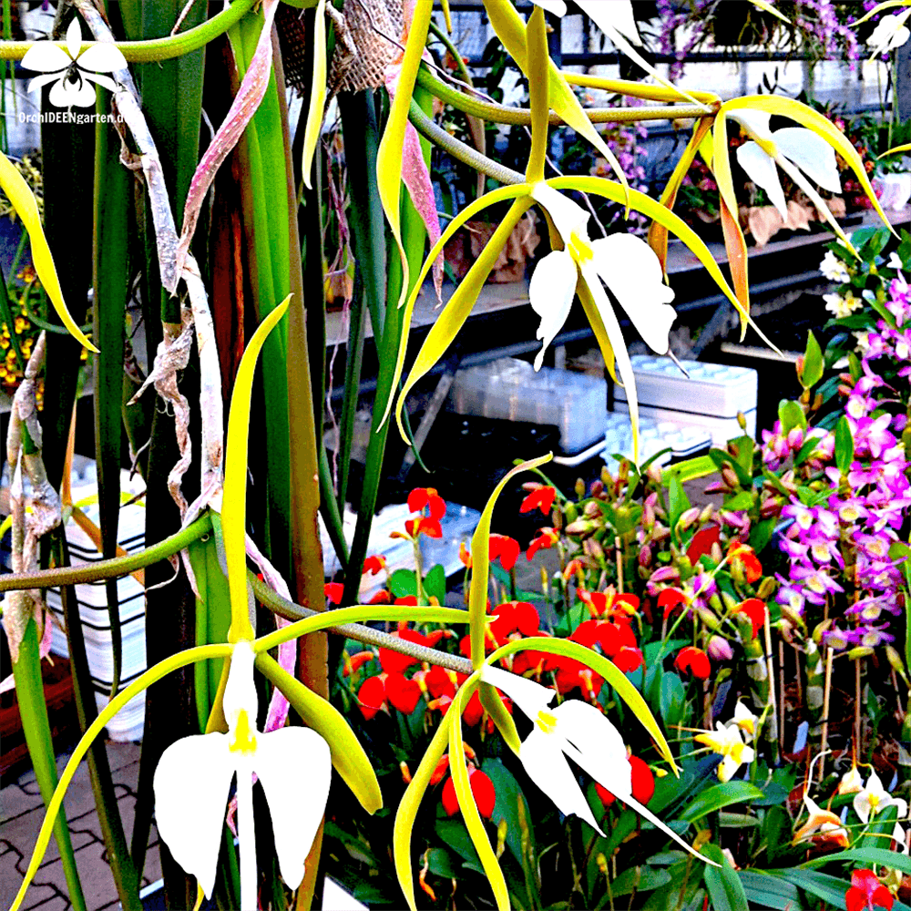 Epidendrum parkinsonianum - Gartenglueck und Bluetenkunst - DerGartenMarkt.de - Pflanzen > Zimmerpflanzen > Orchideen - DerGartenmarkt.de shop.dergartenmarkt.de