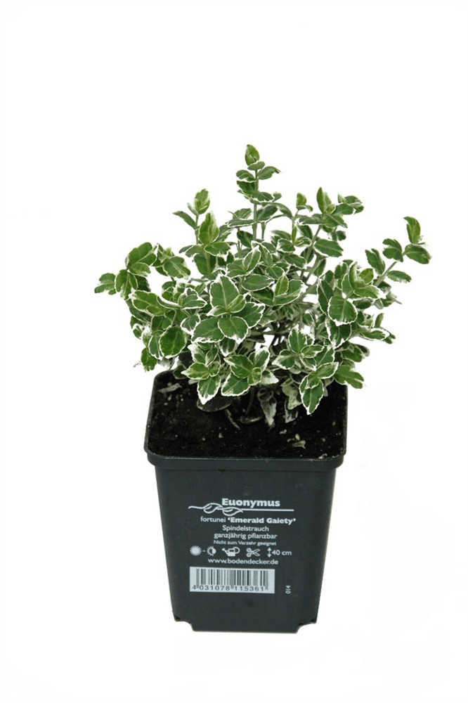 Euonymus fort. 'Emerald Gaiety', 12er Set - DerGartenmarkt.de - Pflanzen > Gartenpflanzen - DerGartenmarkt.de shop.dergartenmarkt.de