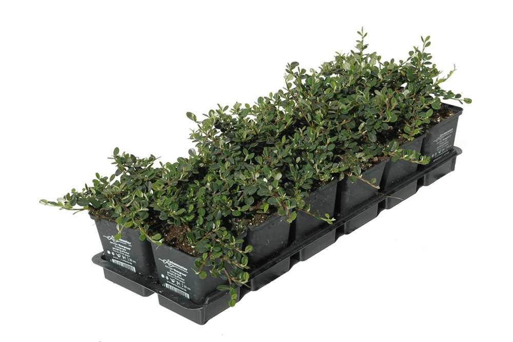 Euonymus fort. 'Minimus', 12er Set - DerGartenmarkt.de - Pflanzen > Gartenpflanzen - DerGartenmarkt.de shop.dergartenmarkt.de