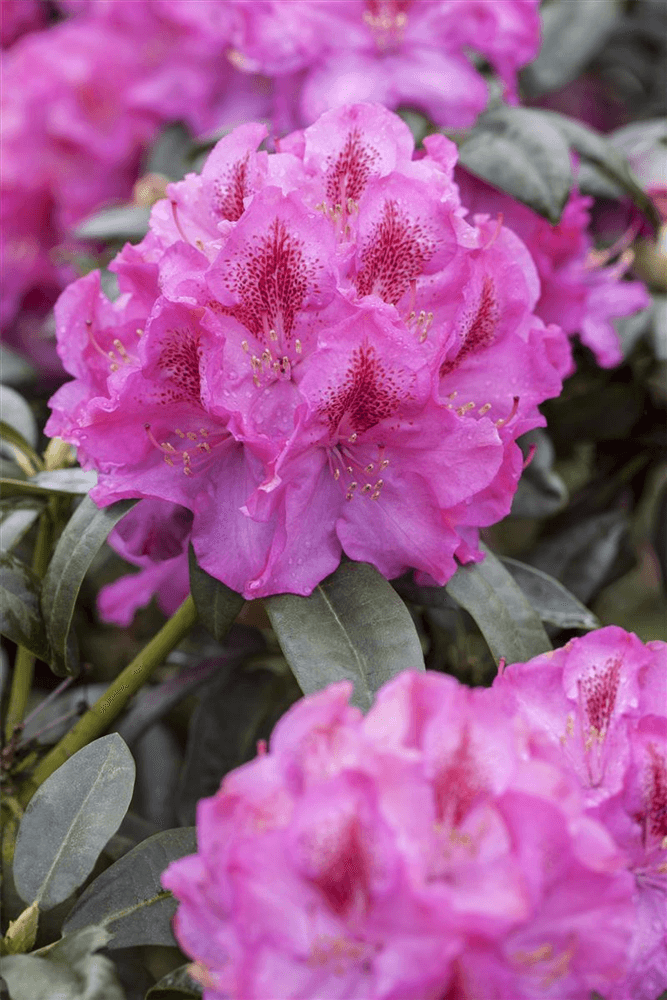 R Rhododendron hybrida 'Constanze'