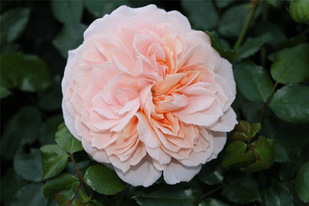 Beetrose 'Garden of Roses'®