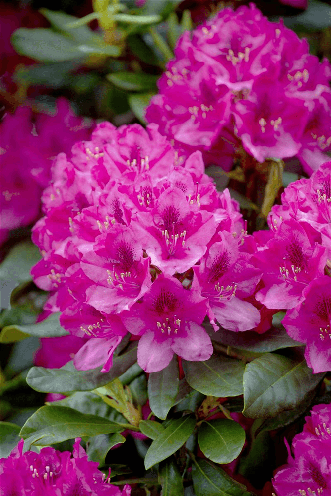 Rhododendron hybrida 'Nova Zembla'