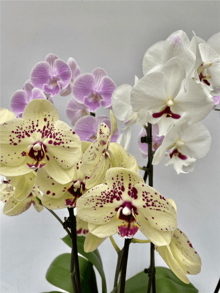 Phalaenopsis Mix