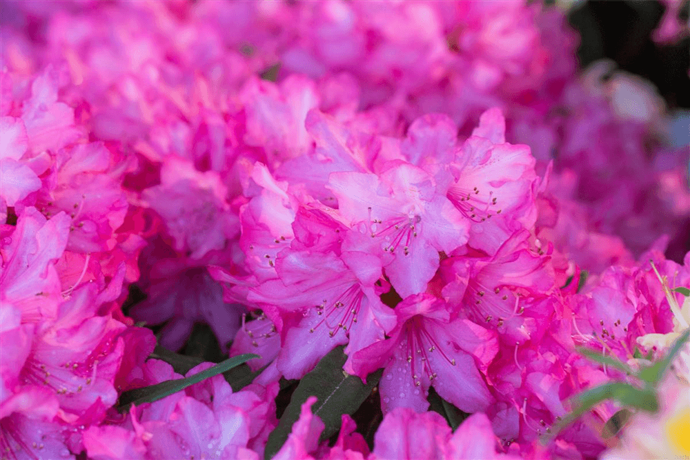 Rhododendron 'Rosa Perle'