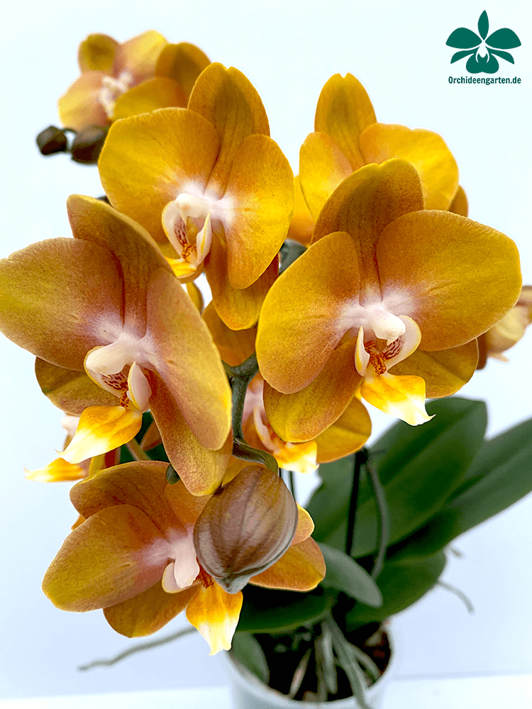 Phalaenopsis Las Vegas