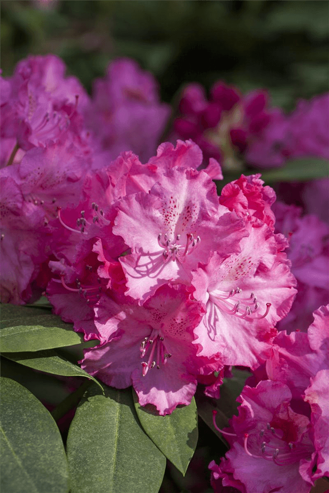 R Rhododendron hybrida 'Germania'(S)