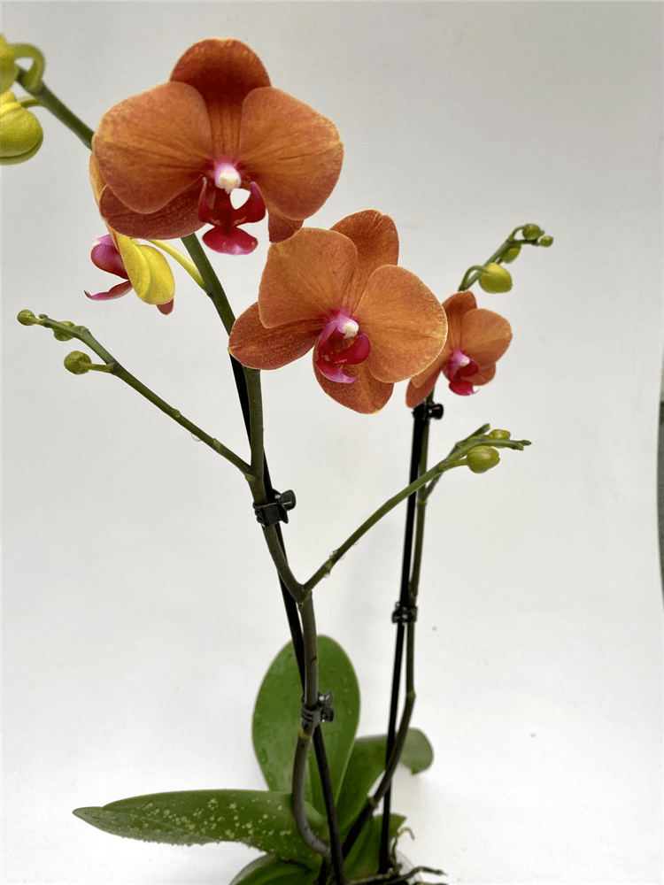Phalaenopsis Surfsong