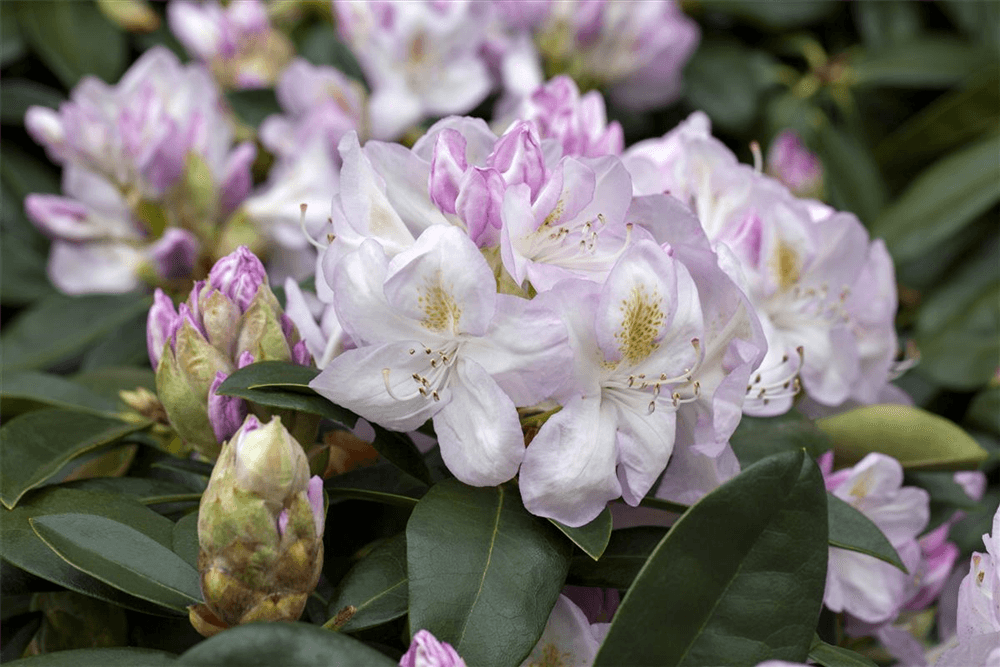 Rhododendron-Hybride 'Gomer Waterer'
