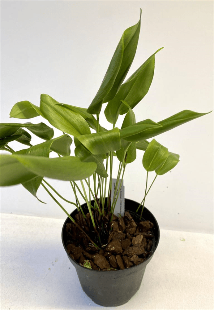Pleurothallis species (kleine Blätter)