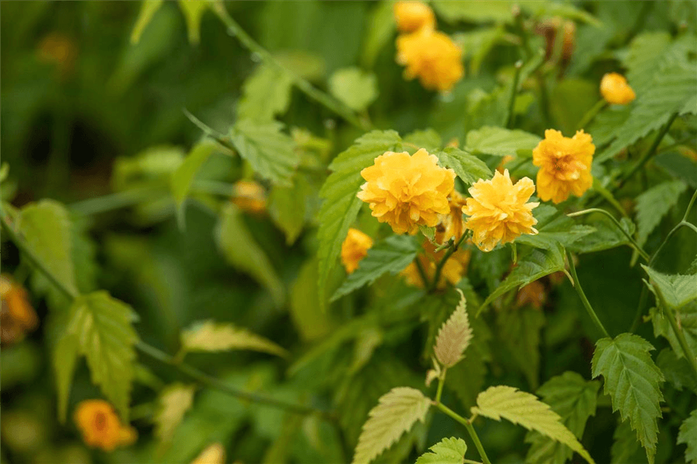 R Kerria japonica 'Pleniflora'