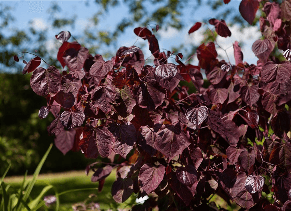 R Cercis canadensis 'Forest Pansy'