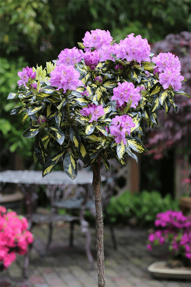 Rhododendron 'Blattgold'