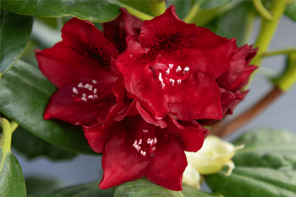Rhododendron 'Cherry Kiss'®