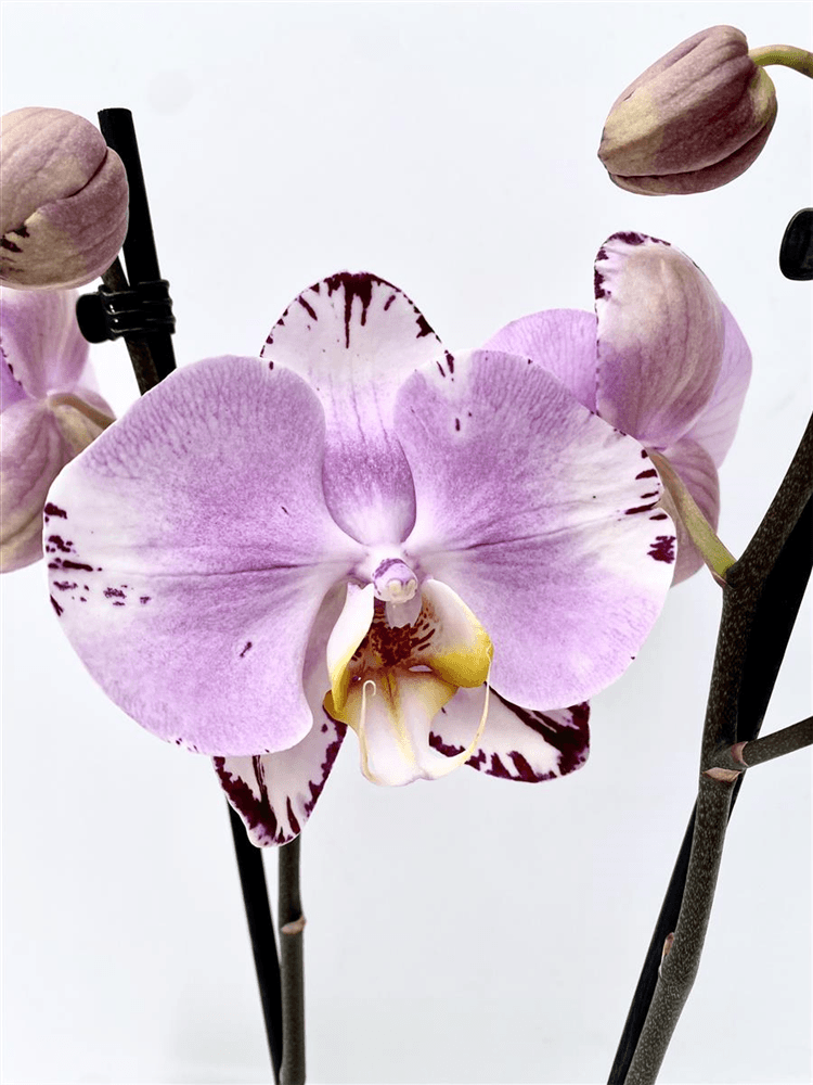 Phalaenopsis Art Noveau
