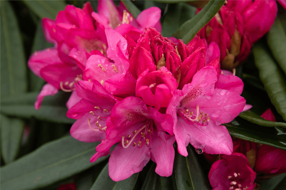 Rhododendron 'Rosa Perle'