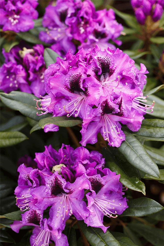 Rhododendron-Hybride 'Blaue Jungs'