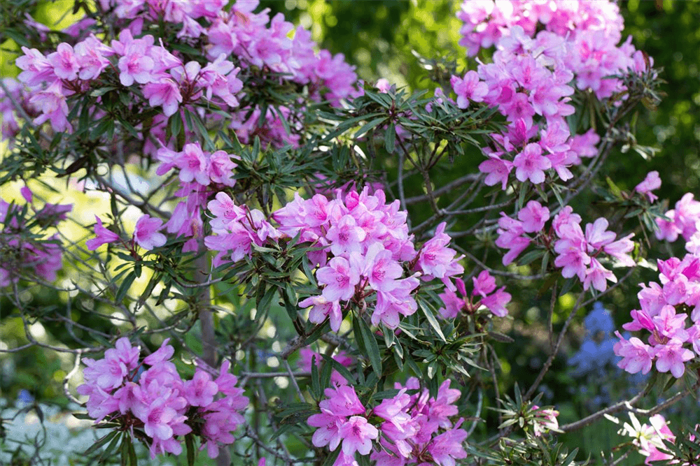 R Rhododendron ponticum 'Graziella'