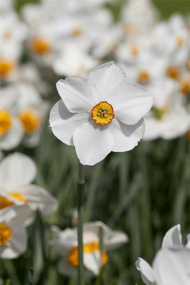 Garten-Dichter-Narzisse 'Actaea'  - 5 Blumenzwiebeln