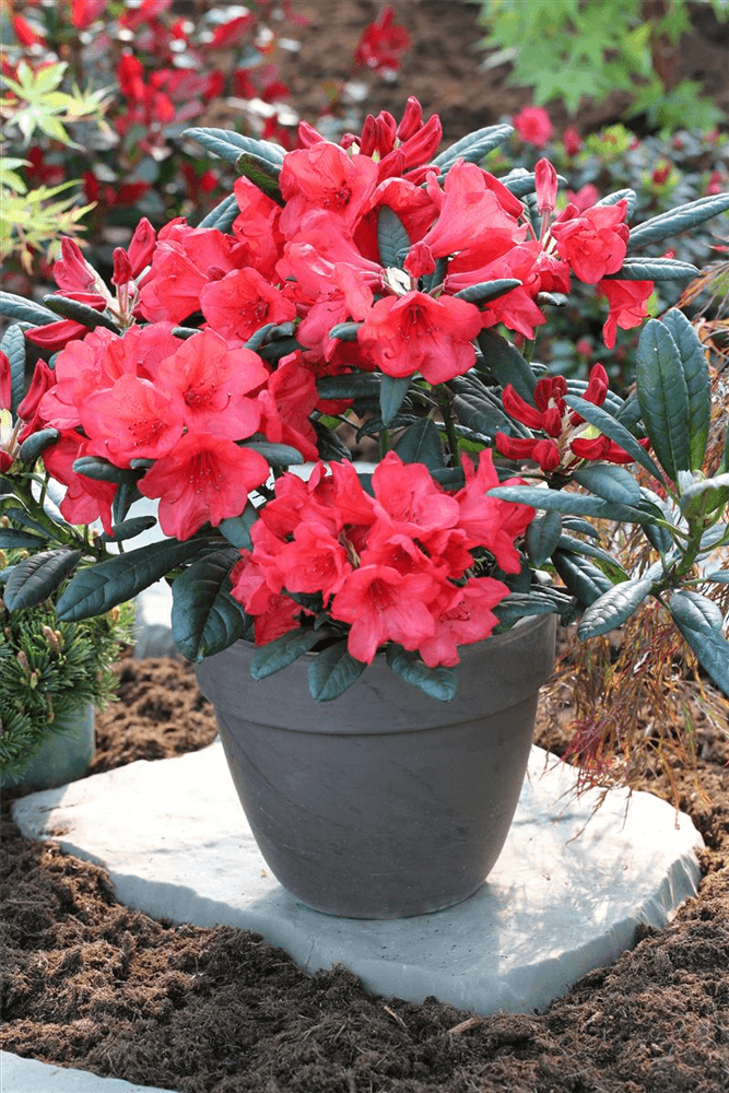 Rhododendron 'Elizabeth Red Foliage'
