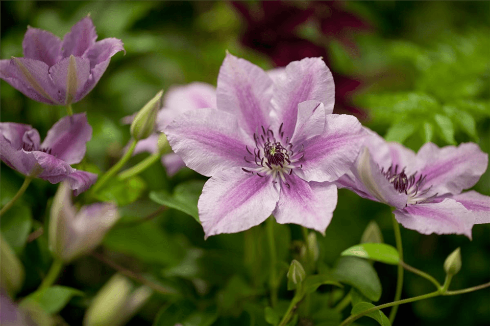 Clematis hybrida 'Nelly Moser'