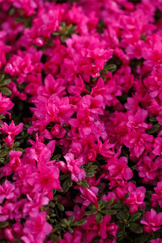 Rhododendron obtusum 'Melina'