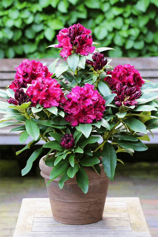 Rhododendron 'Midnight Beauty'