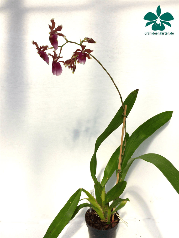 Oncidium fuscatum (Miltonia warscewiczii)
