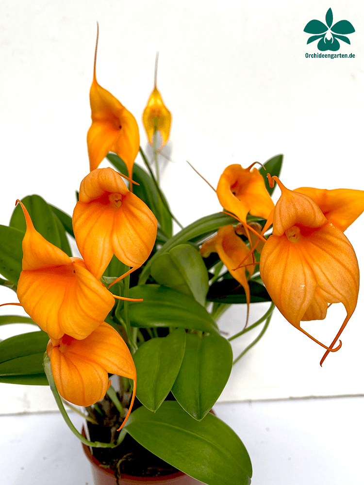 Masdevallia Hybride in orange