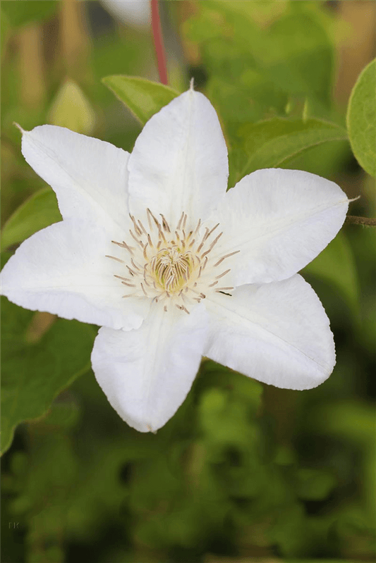 Clematis hybrida 'Madame Le Coultre'