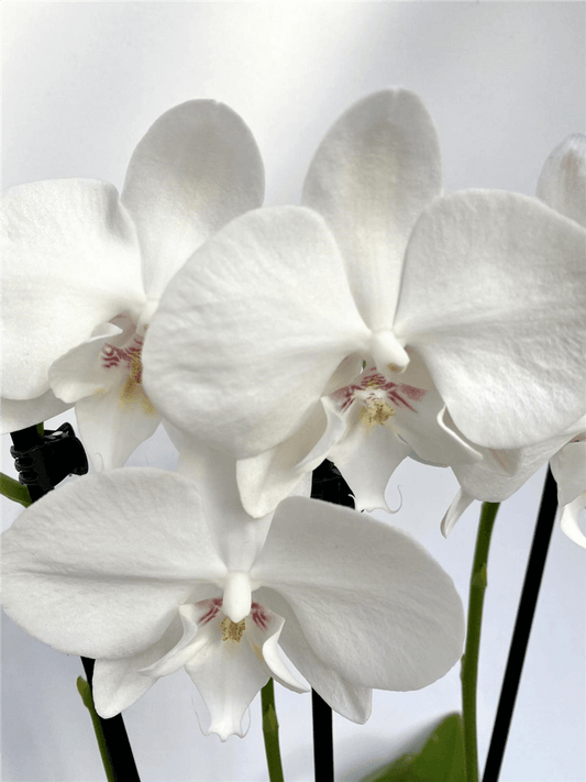 Phalaenopsis Hybride weiß MIX