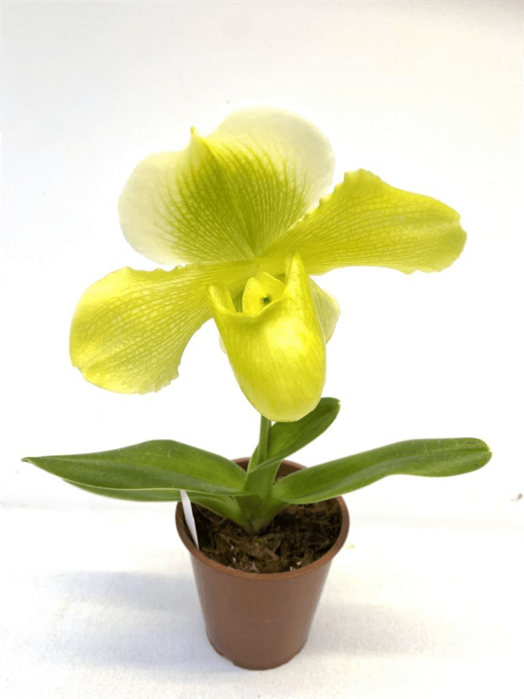 Paphiopedilum Hybride gelb-weiß