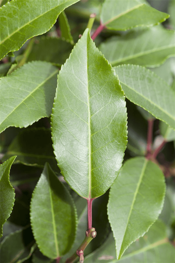 Prunus lusitanica 'Angustifolia'