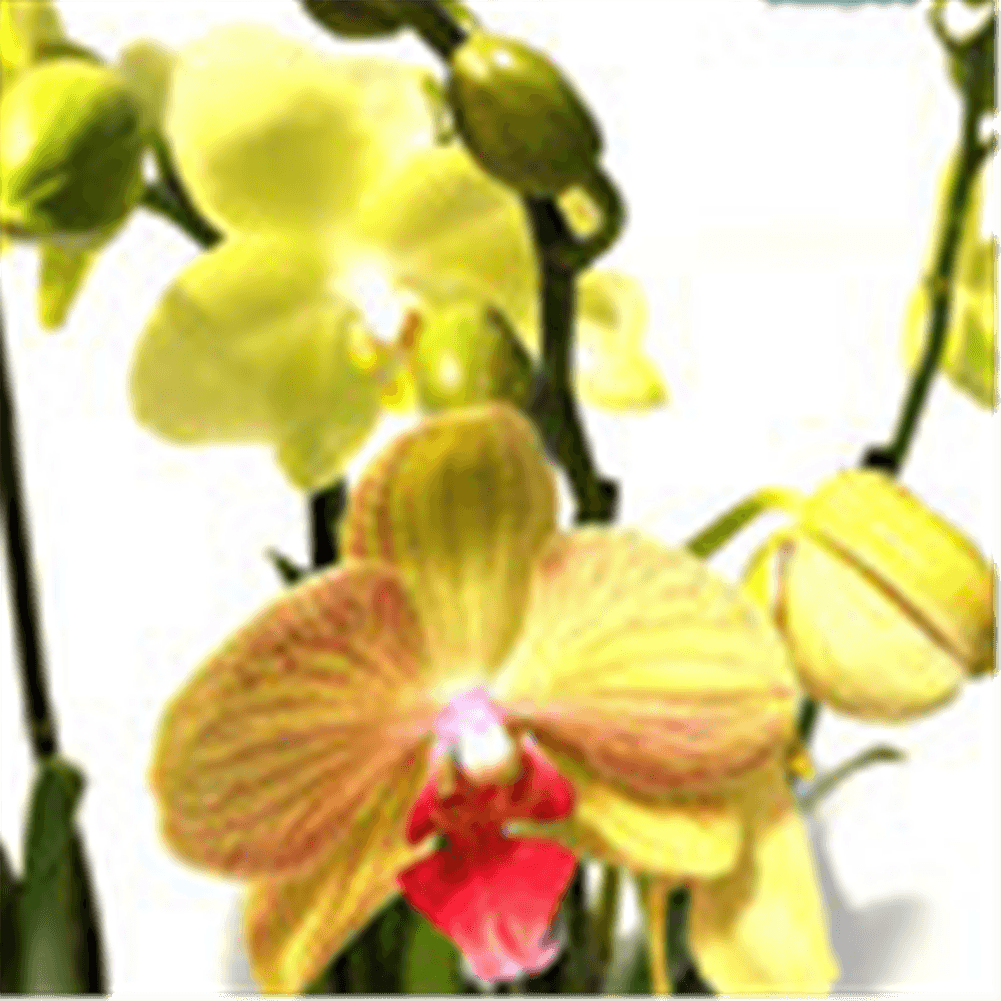 Phalaenopsis Hybride Überraschungsorchidee gelb und ähnliche