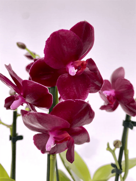 Phalaenopsis Sogo Relex