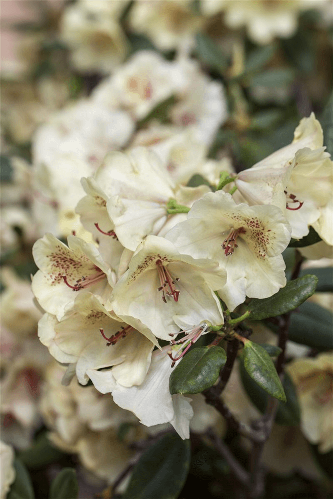 Rhododendron-Hybride 'Viscy'