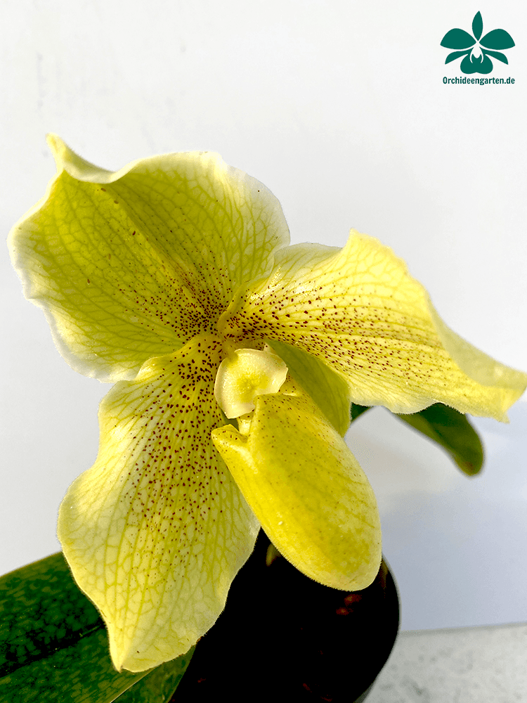 Paphiopedilum malipoense Hybride