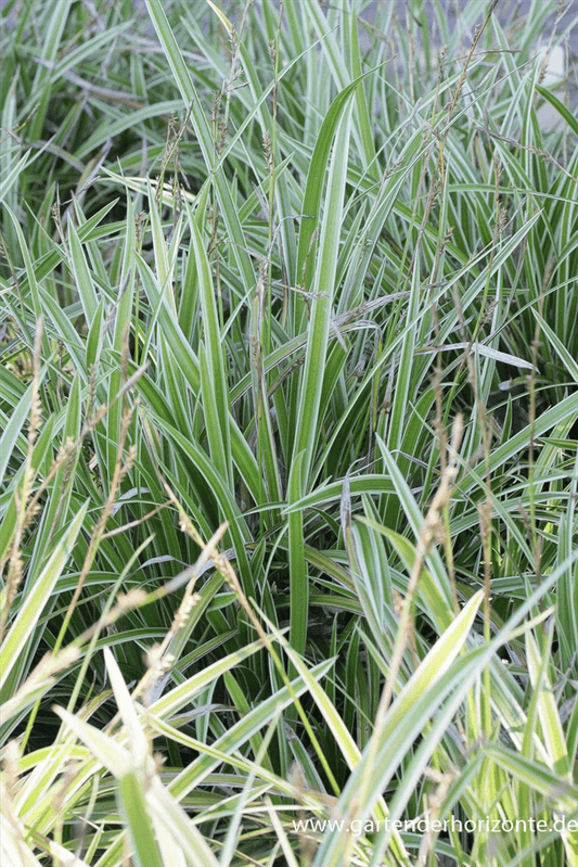 Carex foliosissima 'Icedance'