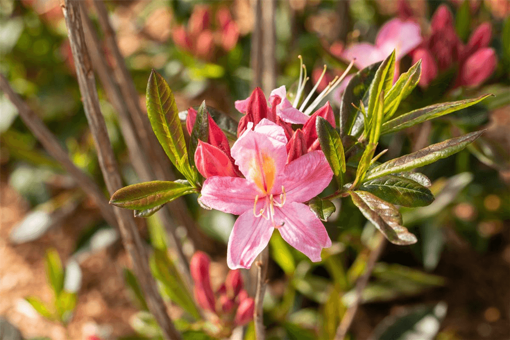 Rhododendron 'Juniduft'
