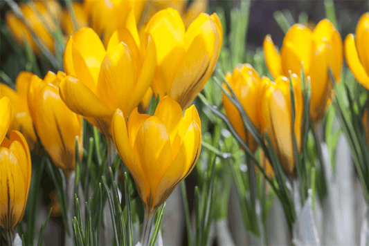 Frühlings-Krokus - 10 Blumenzwiebeln - Blumen Eber - Pflanzen > Blumenzwiebeln > Krokusse - DerGartenmarkt.de shop.dergartenmarkt.de