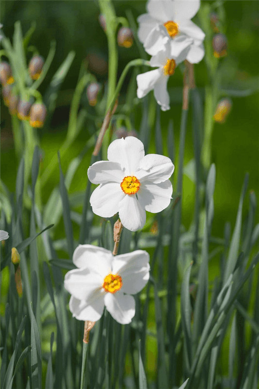 Garten-Dichter-Narzisse 'Actaea' - 5 Blumenzwiebeln - Blumen Eber - Pflanzen > Blumenzwiebeln > Narzissen - DerGartenmarkt.de shop.dergartenmarkt.de